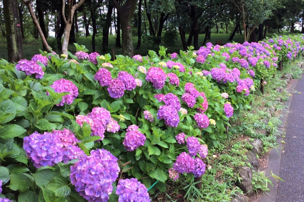 紫陽花 は英語で ほのぼの英会話スクール